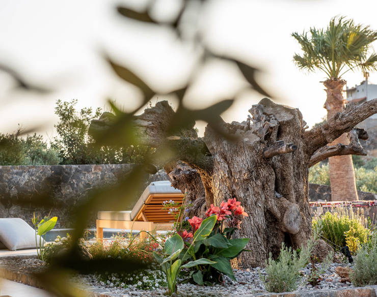 Tranquil garden at Elounda Naxia Villas with ancient olive tree, tropical flowers, and sunlit lounge area
